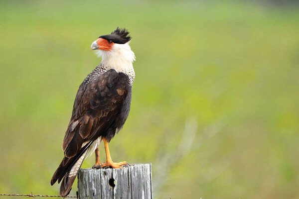 20221102 RGVBF Crested Caracara web