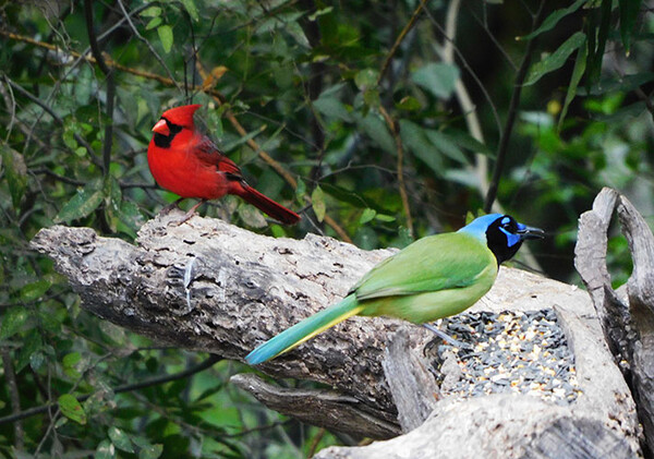 Laura Cantu DSCN0415 Green Jay Cardinal Quinta Mazatlan WEB