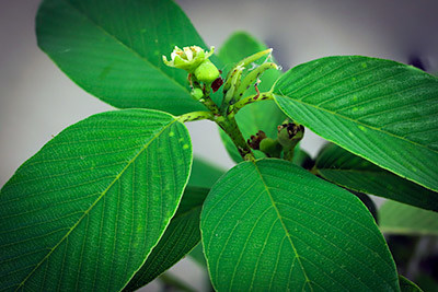 Wild Olive Tree Leaf 2