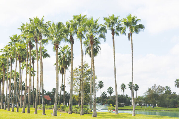 20220316 WARM Palms IMG 1651