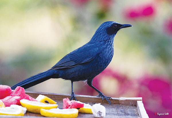 Blue Mockingbird