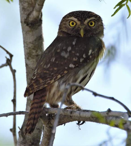 20191016 2019 RGVBF FerruginousPygmyOwl 450x500