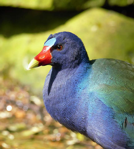 20191016 2019 RGVBF Purple Gallinule 450x500